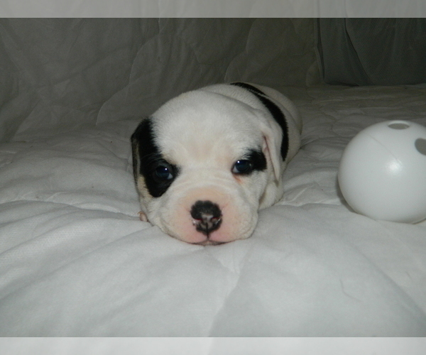 Medium Photo #4 Olde English Bulldogge Puppy For Sale in NORTH LAS VEGAS, NV, USA