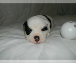 Small Photo #4 Olde English Bulldogge Puppy For Sale in NORTH LAS VEGAS, NV, USA