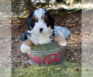 Miniature Bernedoodle Puppy for sale in MIDDLEBURY, IN, USA