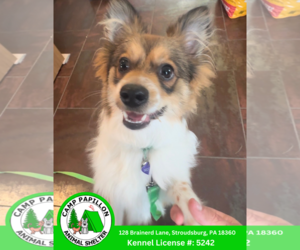 Pomeranian Dogs for adoption in Stroudsburg, PA, USA