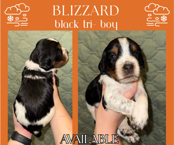 Medium Photo #40 English Springer Spaniel Puppy For Sale in LITCHFIELD, MN, USA