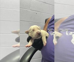 Labrador Retriever-Unknown Mix Dogs for adoption in Corpus Christi, TX, USA