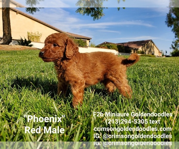 Medium Photo #2 Goldendoodle Puppy For Sale in BREA, CA, USA