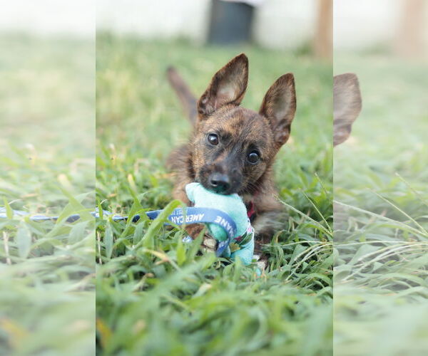Medium Photo #18 Mutt Puppy For Sale in Philadelphia, PA, USA