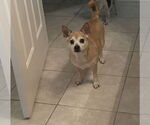 Small #4 Shiba Inu Mix
