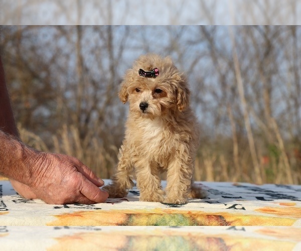Medium Photo #7 Poodle (Toy) Puppy For Sale in DYERSBURG, TN, USA