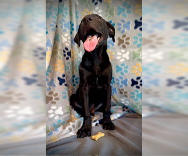 Medium Photo #6 Labrador Retriever-Unknown Mix Puppy For Sale in Pleasanton, TX, USA