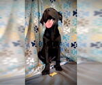 Small #5 Labrador Retriever Mix