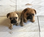 Small Photo #2 French Bulldog Puppy For Sale in SCOTTSDALE, AZ, USA