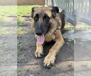 German Shepherd Dog Dogs for adoption in Riverside, CA, USA