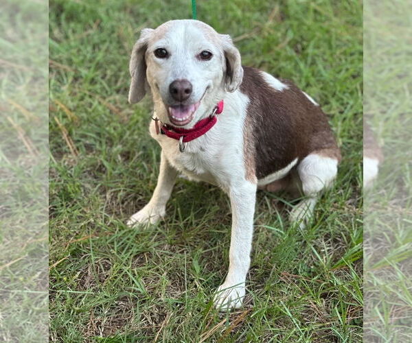 Medium Photo #1 Beagle Puppy For Sale in Dunnellon, FL, USA