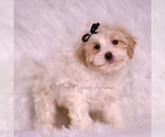 Small Photo #82 Maltipoo (Miniature) Puppy For Sale in WARSAW, IN, USA