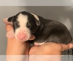 Small Photo #13 Australian Shepherd Puppy For Sale in E BROOKFIELD, MA, USA