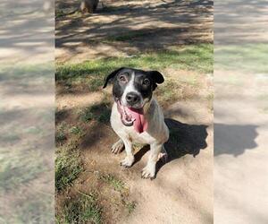 American Pit Bull Terrier-Unknown Mix Dogs for adoption in Riverside, CA, USA