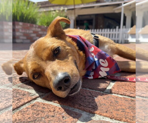 Medium Photo #3 Texas Heeler-Unknown Mix Puppy For Sale in San Jose, CA, USA