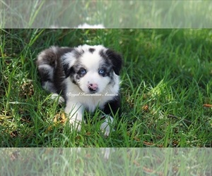 Miniature American Shepherd Puppy for sale in KAMUELA, HI, USA