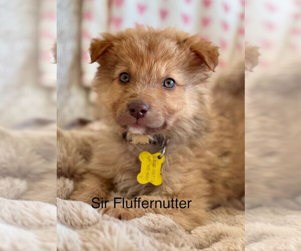 Medium Photo #1 Collie-Unknown Mix Puppy For Sale in Sandy, UT, USA