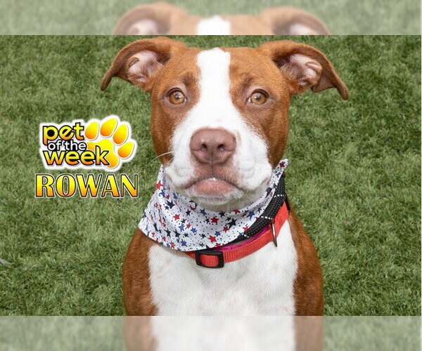 Medium Photo #2 Mutt Puppy For Sale in Moreno Valley, CA, USA