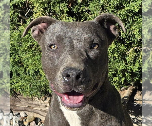 Medium Photo #1 American Staffordshire Terrier Puppy For Sale in Albuquerque, NM, USA