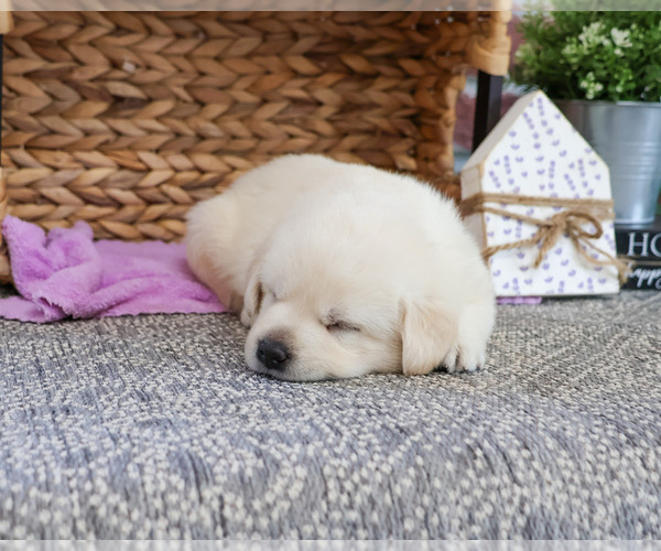 Medium Photo #2 Labrador Retriever Puppy For Sale in SYRACUSE, IN, USA