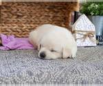Small #1 Labrador Retriever