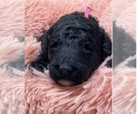 Puppy Miss Pink Goldendoodle