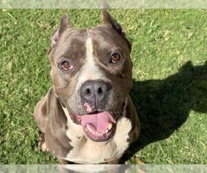Mutt Dogs for adoption in Tulsa, OK, USA