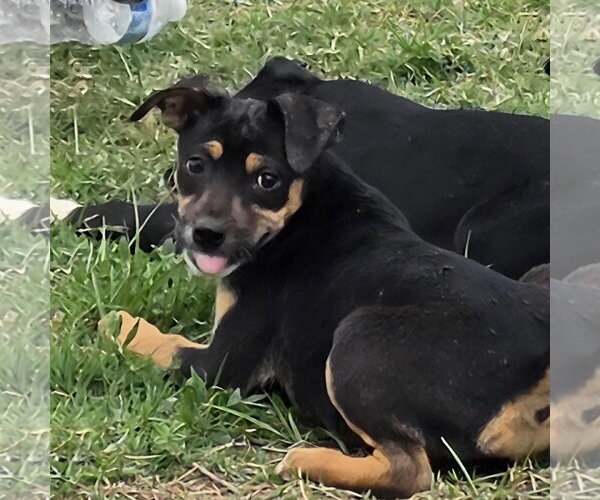 Medium Photo #4 Mutt Puppy For Sale in Coralville, IA, USA