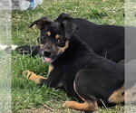 Small #3 Mutt