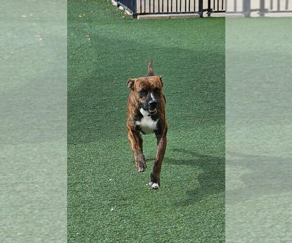 Medium Photo #5 American Pit Bull Terrier-Plott Hound Mix Puppy For Sale in Rockwall, TX, USA