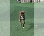 Small #4 American Pit Bull Terrier-Plott Hound Mix