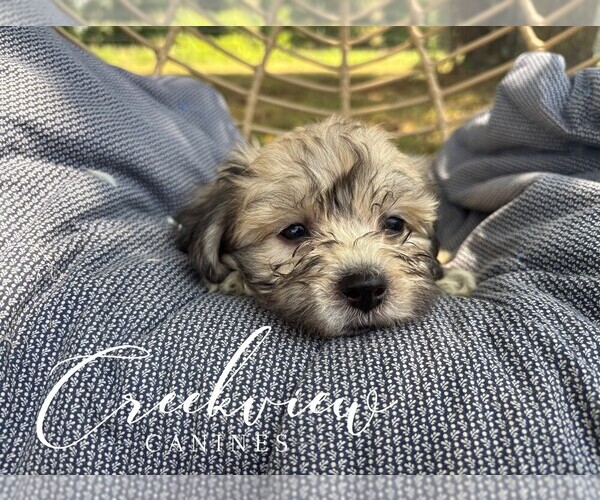 Medium Photo #2 Havachon Puppy For Sale in NIANGUA, MO, USA