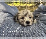 Small #1 Havachon