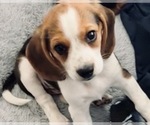 Small #3 Beagle