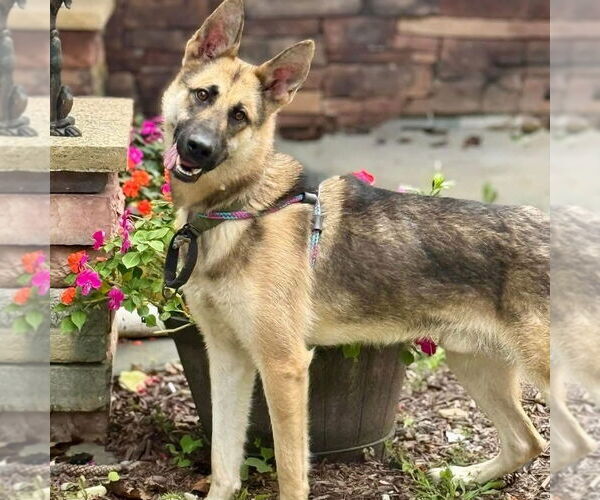 Medium Photo #1 German Shepherd Dog Puppy For Sale in Spring Lake, NJ, USA