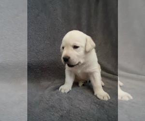 Labrador Retriever Puppy for sale in KITTRELL, NC, USA