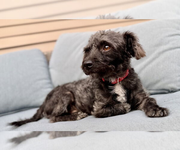 Medium Photo #4 Maltese Puppy For Sale in San Diego, CA, USA