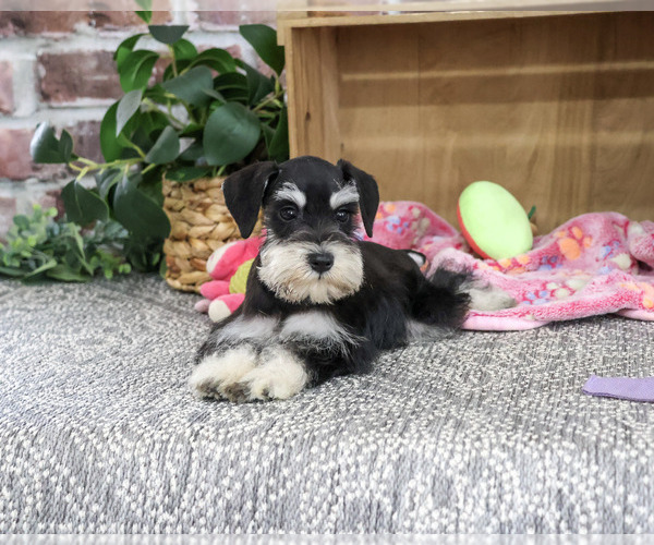 Medium Photo #3 Schnauzer (Miniature) Puppy For Sale in SYRACUSE, IN, USA