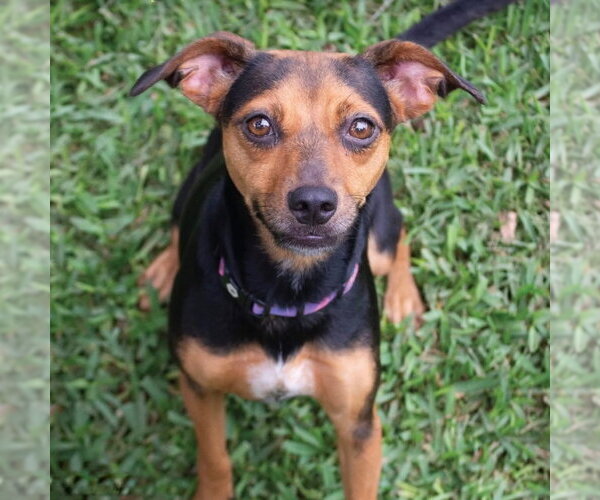 Medium Photo #1 Rat Terrier-Unknown Mix Puppy For Sale in Canton, CT, USA