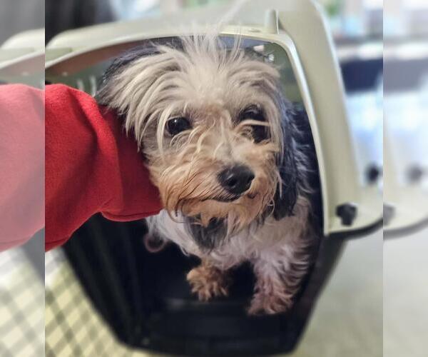 Medium Photo #1 Shih Tzu-Unknown Mix Puppy For Sale in Rockwall, TX, USA