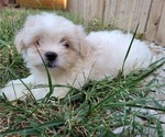 Small Photo #2 Zuchon Puppy For Sale in SHAWNEE, KS, USA