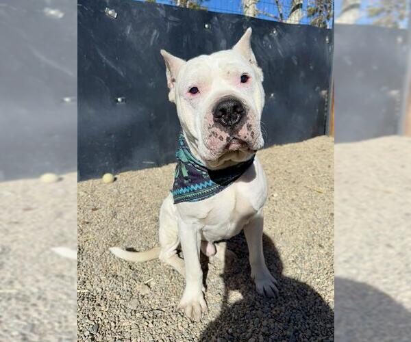 Medium Photo #1 Argentinian Mastiff Puppy For Sale in Frisco, CO, USA