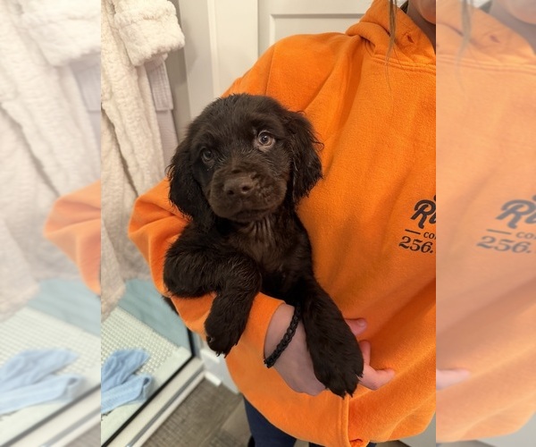 Medium Photo #1 Boykin Spaniel Puppy For Sale in HAZEL GREEN, AL, USA