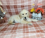 Small #3 Golden Retriever