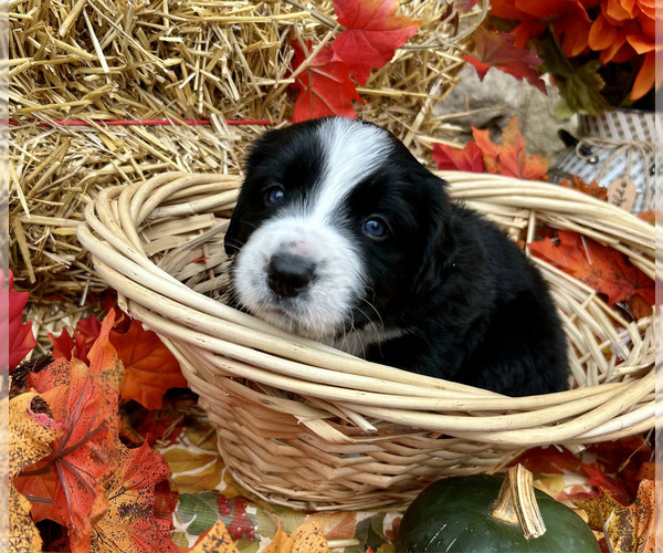 Medium Photo #17 Bordernese Puppy For Sale in LATROBE, PA, USA