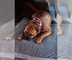 Small Photo #1 Olde English Bulldogge Puppy For Sale in WINGATE, NC, USA