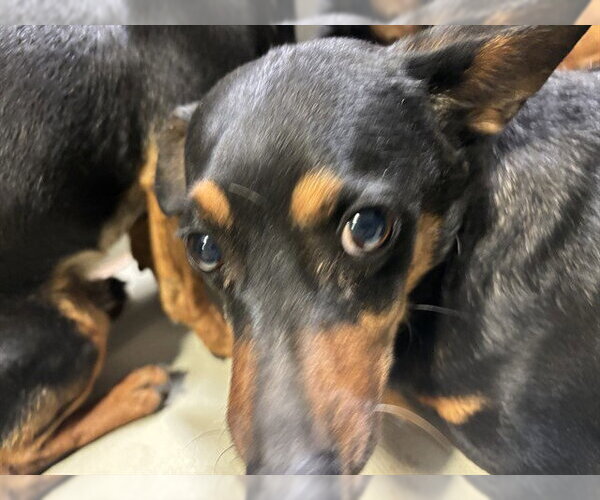 Medium Photo #1 Dachshund Puppy For Sale in Bakersfield, CA, USA