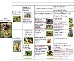 Mother of the German Shepherd Dog puppies born on 07/20/2026