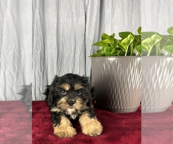 Medium Photo #2 Cavanese Puppy For Sale in GREENWOOD, IN, USA