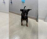 *PEPPER JACK - Male Rottweiler-Unknown Mix Dog for Adoption - Small photo